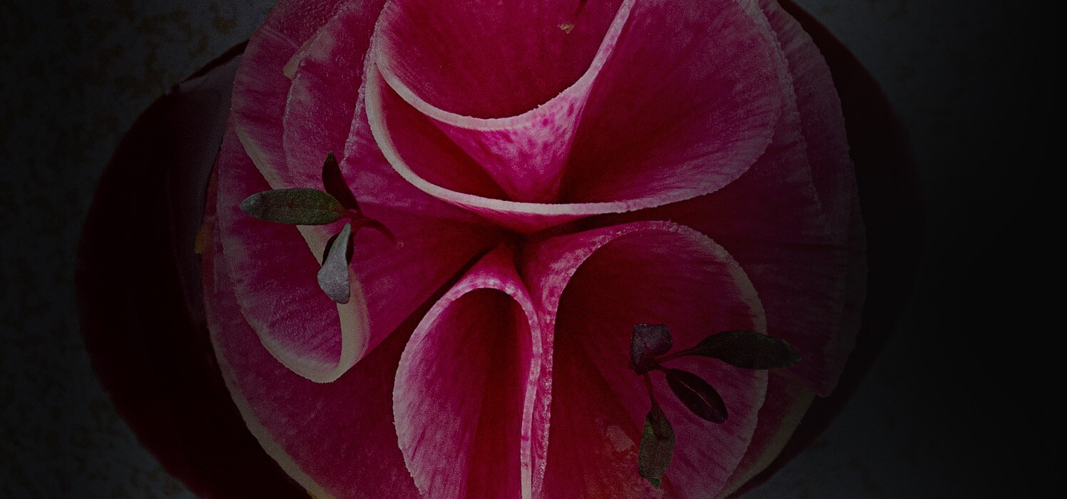 close up of pink flower